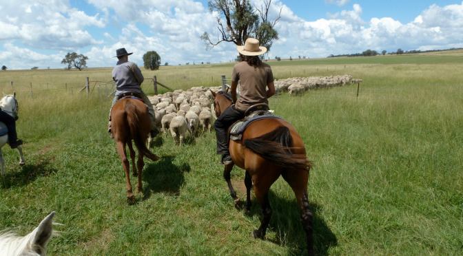 Mustering on horseback