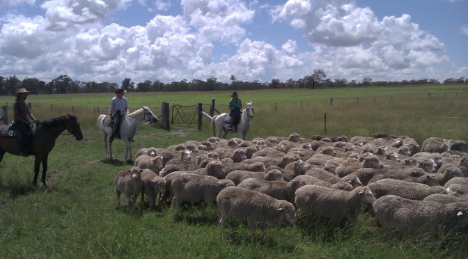 Mustering on horseback.