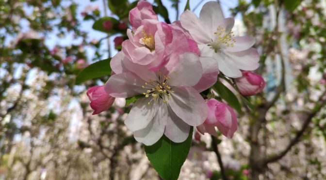 Spring Time Sakuras